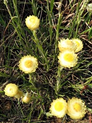 Helichrysum chionosphaerum