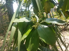 Ardisia revoluta