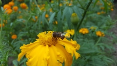 Copestylum quadratum