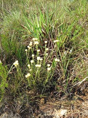 Helichrysum chionosphaerum