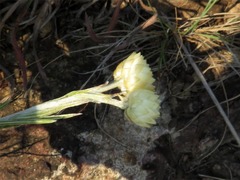 Helichrysum chionosphaerum