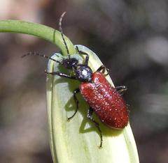 Iselma pallidipennis