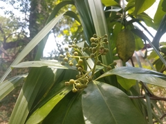 Ardisia revoluta