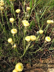 Helichrysum chionosphaerum