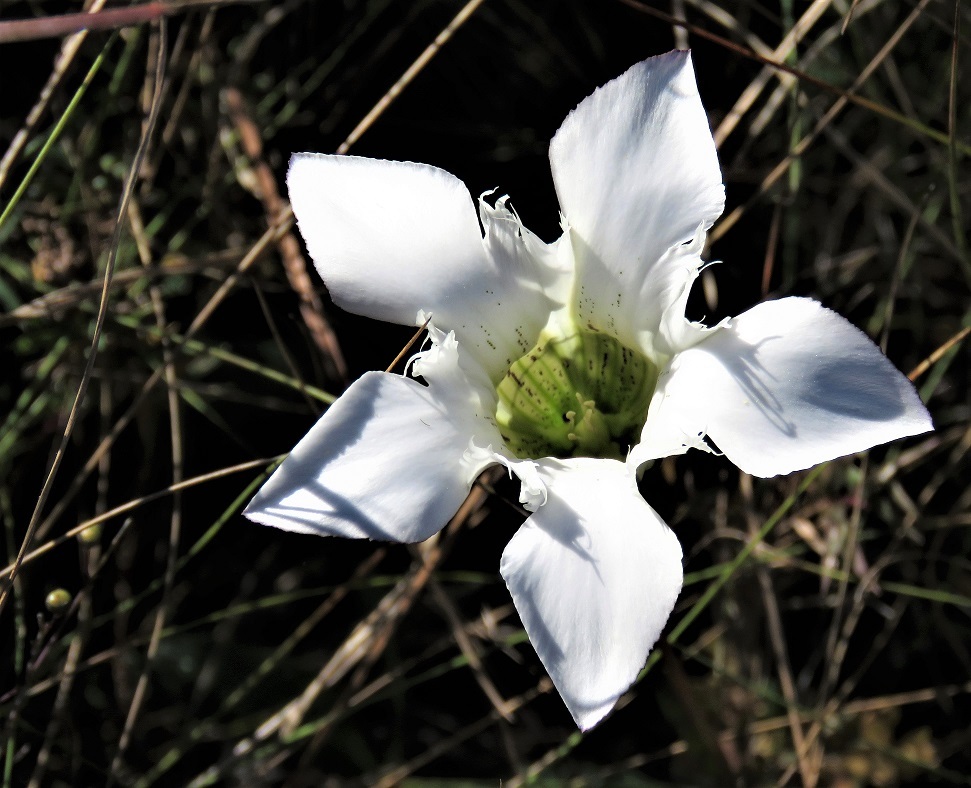Gentiana pennelliana