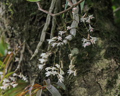 Dendrobium panduratum