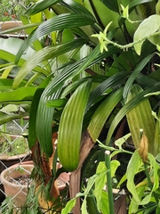 Setaria palmifolia