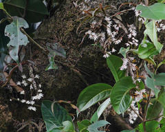 Dendrobium panduratum