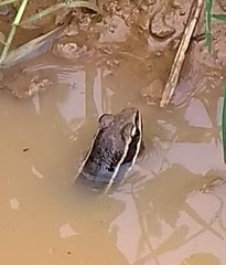 Lithobates pustulosus