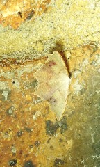 Epicompsa xanthocrossa