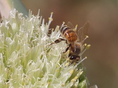 Apis mellifera