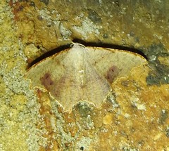 Epicompsa xanthocrossa