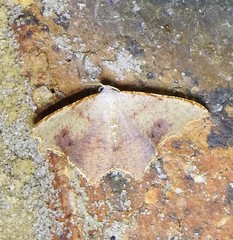 Epicompsa xanthocrossa