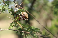Anochrostomus formosoides