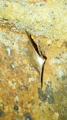 Epicompsa xanthocrossa