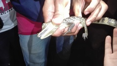 Caiman crocodilus fuscus