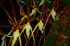 Brassia caudata