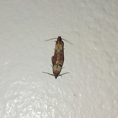 Plodia interpunctella