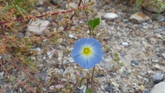 Ipomoea cardiophylla