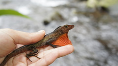 Anolis barkeri