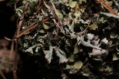 Cladonia mateocyatha