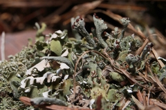 Cladonia mateocyatha