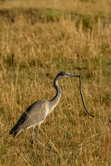 Elapsoidea loveridgei