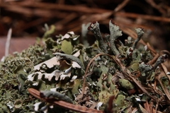 Cladonia mateocyatha