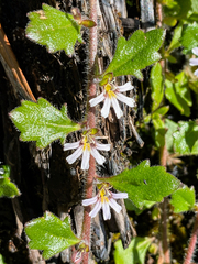 Scaevola hookeri