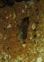 Elusa oenolopha