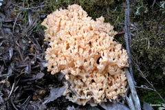 Ramaria capitata
