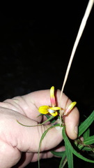 Lobelia laxiflora angustifolia