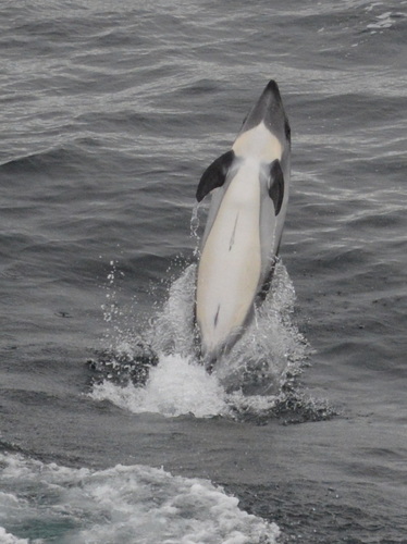 Cephalorhynchus australis