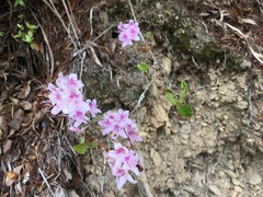 Rhododendron breviperulatum