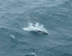 Sagmatias australis