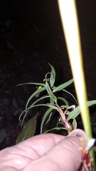 Lobelia laxiflora angustifolia