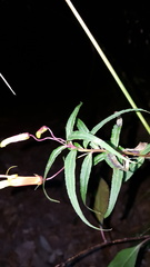 Lobelia laxiflora angustifolia