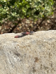 Jadera haematoloma