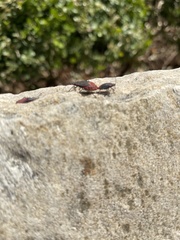 Jadera haematoloma