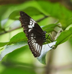 Euploea eupator