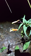 Lobelia laxiflora angustifolia