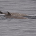 Southern Bottlenose Whale - Photo no rights reserved, uploaded by Simon Tonge