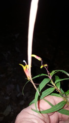 Lobelia laxiflora angustifolia