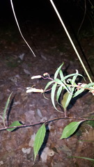 Lobelia laxiflora angustifolia