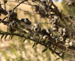 Melaleuca acuminata