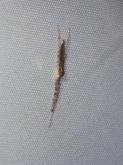 Styringomyia