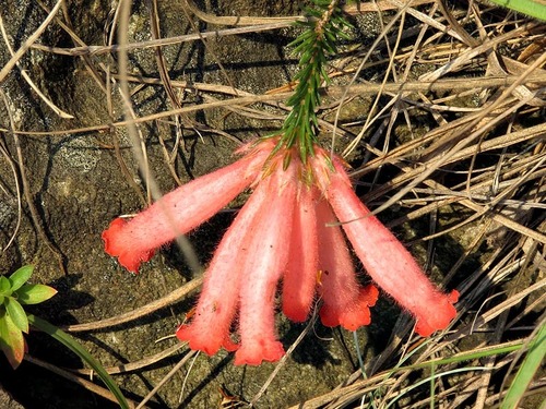 Erica cerinthoides var. cerinthoides image