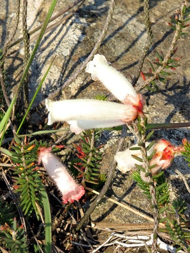 Erica cerinthoides image