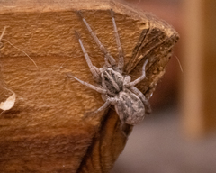 Lycosidae