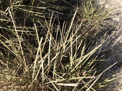 Lomandra effusa